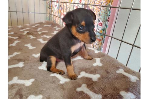 成約済の愛知県のミニチュアピンシャー(ミニピン)-132332の2枚目